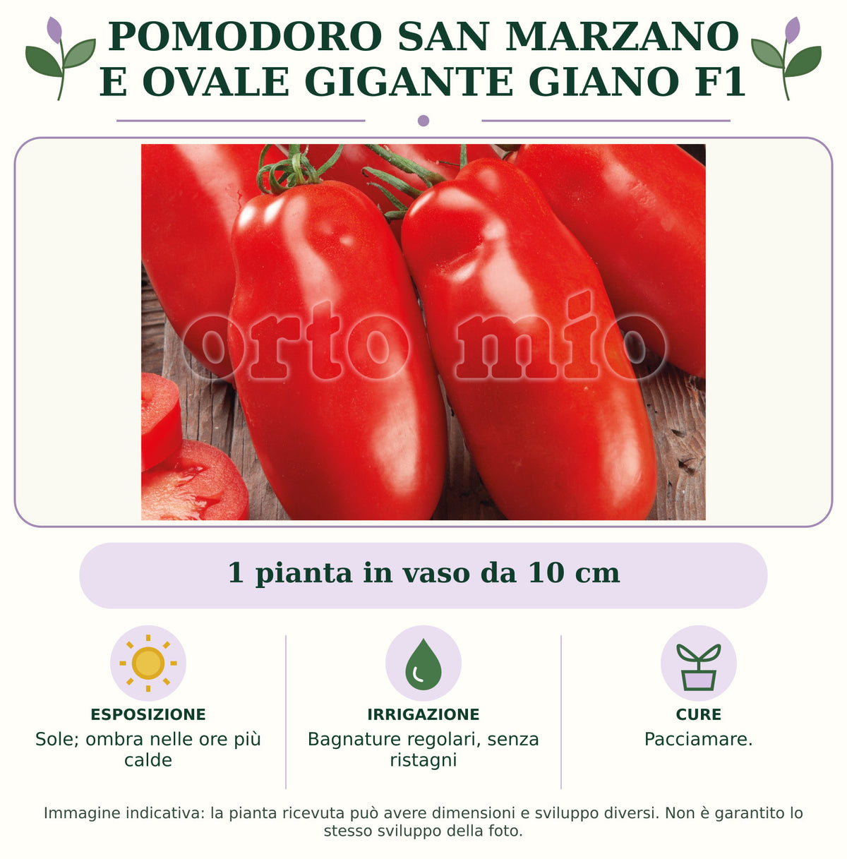 Pomodoro San Marzano e ovale gigante Giano F1: 1 pianta in vaso da 10 cm. Sole; ombra nelle ore più calde. Bagnature regolari, senza ristagni. Pacciamare.. Immagine indicativa.