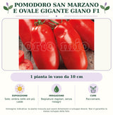 Pomodoro San Marzano e ovale gigante Giano F1: 1 pianta in vaso da 10 cm. Sole; ombra nelle ore più calde. Bagnature regolari, senza ristagni. Pacciamare.. Immagine indicativa.