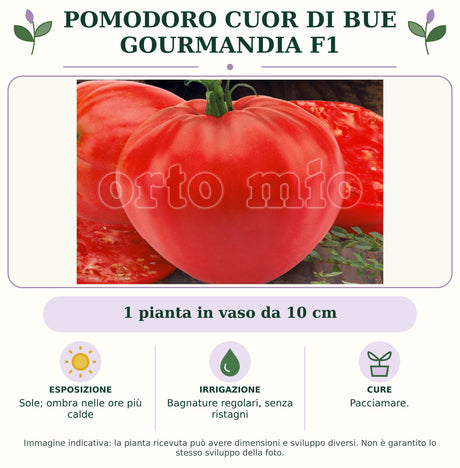 Pomodoro cuor di bue Gourmandia F1: 1 pianta in vaso da 10 cm. Sole; ombra nelle ore più calde. Bagnature regolari, senza ristagni. Pacciamare.. Immagine indicativa.