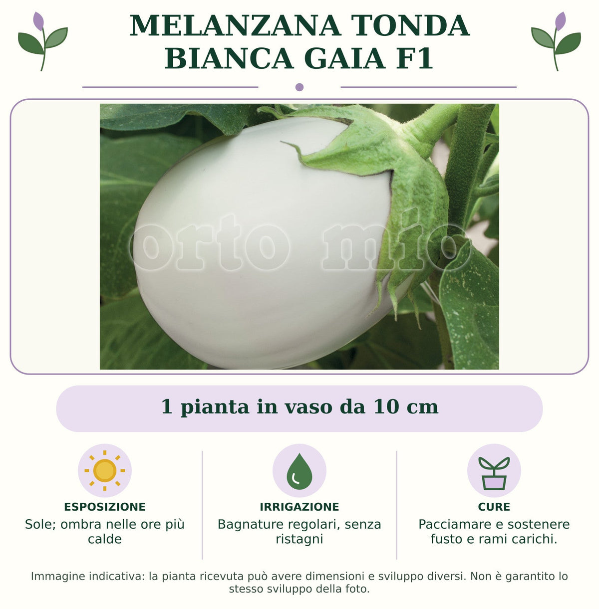 Melanzana Tonda bianca Gaia F1: 1 pianta in vaso da 10 cm. Sole; ombra nelle ore più calde. Bagnature regolari, senza ristagni. Pacciamare e sostenere fusto e rami carichi.. Immagine indicativa.