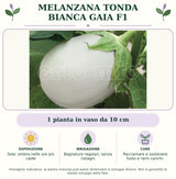 Melanzana Tonda bianca Gaia F1: 1 pianta in vaso da 10 cm. Sole; ombra nelle ore più calde. Bagnature regolari, senza ristagni. Pacciamare e sostenere fusto e rami carichi.. Immagine indicativa.