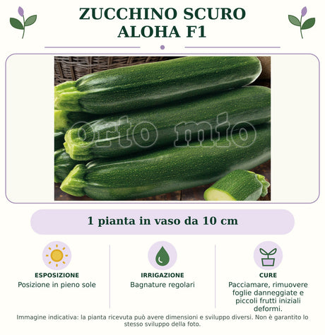 Zucchino Scuro Aloha F1: 1 pianta in vaso da 10 cm. Posizione in pieno sole. Bagnature regolari. Pacciamare, rimuovere foglie danneggiate e piccoli frutti iniziali deformi.. Immagine indicativa.