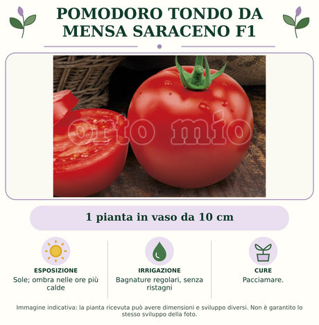 Pomodoro tondo da mensa Saraceno F1: 1 pianta in vaso da 10 cm. Sole; ombra nelle ore più calde. Bagnature regolari, senza ristagni. Pacciamare. Immagine indicativa.