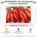 Pomodoro San Marzano e ovale Oskar F1: 1 pianta in vaso da 10 cm. Sole; ombra nelle ore più calde. Bagnature regolari, senza ristagni. Pacciamare.. Immagine indicativa.