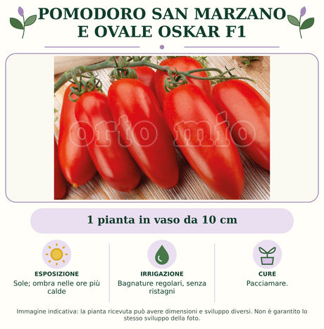 Pomodoro San Marzano e ovale Oskar F1: 1 pianta in vaso da 10 cm. Sole; ombra nelle ore più calde. Bagnature regolari, senza ristagni. Pacciamare.. Immagine indicativa.