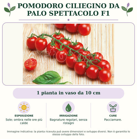 Pomodoro ciliegino da palo Spettacolo F1: 1 pianta in vaso da 10 cm. Sole; ombra nelle ore più calde. Bagnature regolari, senza ristagni. Pacciamare.. Immagine indicativa.