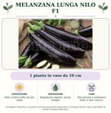 Melanzana lunga Nilo F1: 1 pianta in vaso da 10 cm. Sole; ombra nelle ore più calde. Bagnature regolari, senza ristagni. Pacciamare e sostenere fusto e rami carichi.. Immagine indicativa.