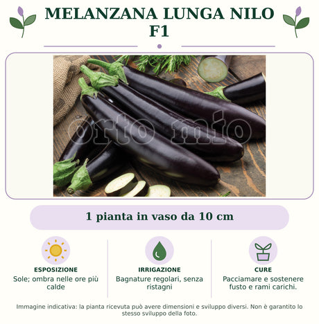 Melanzana lunga Nilo F1: 1 pianta in vaso da 10 cm. Sole; ombra nelle ore più calde. Bagnature regolari, senza ristagni. Pacciamare e sostenere fusto e rami carichi.. Immagine indicativa.