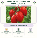 Pomodoro ovale da palo Luana F1: 1 pianta in vaso da 10 cm. Sole; ombra nelle ore più calde. Bagnature regolari, senza ristagni. Pacciamare.. Immagine indicativa.