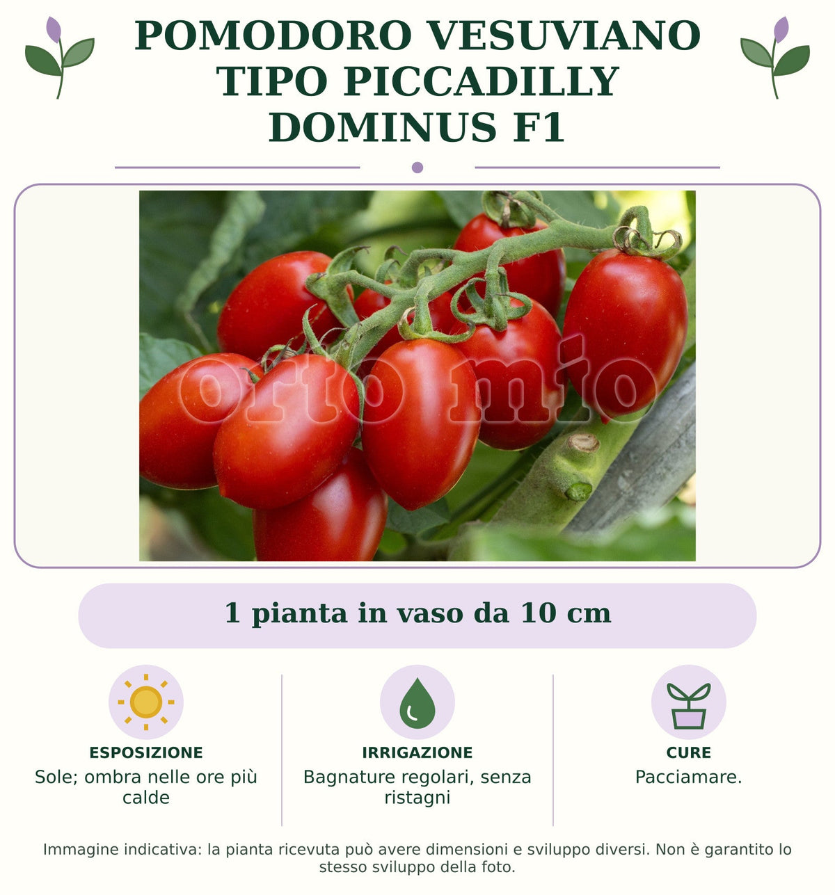 Pomodoro vesuviano tipo Piccadilly Dominus F1: 1 pianta in vaso da 10 cm. Sole; ombra nelle ore più calde. Bagnature regolari, senza ristagni. Pacciamare.. Immagine indicativa.