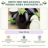 Orto Mio Melanzana Tonda Nera Fantastic F1: Vaso 10 cm. Sole; ombra nelle ore più calde. Bagnature regolari, senza ristagni. Pacciamare e sostenere fusto e rami carichi.. Immagine indicativa.