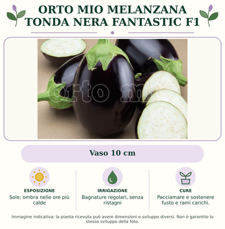 Orto Mio Melanzana Tonda Nera Fantastic F1: Vaso 10 cm. Sole; ombra nelle ore più calde. Bagnature regolari, senza ristagni. Pacciamare e sostenere fusto e rami carichi.. Immagine indicativa.