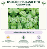 Basilico italiano tipo Genovese: 1 pianta in vaso da 10 cm. Sole; ombra nelle ore più calde. Evitare ristagni e bagnature delle foglie.. Riparare dalle piogge; eliminare costantemente i boccioli fiorali per stimolare nuove foglie.. Immagine indicativa.