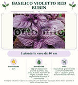 Basilico Violetto Red Rubin: 1 pianta in vaso da 10 cm. Sole. Bagnare spesso con piccole quantità, alla base e senza inumidire le foglie: l'umidità della vegetazione favorisce la peronospora.. Dopo 20–30 giorni iniziare a cimare le estremità ogni 7–10 giorni, prima della formazione dei fiori.. Immagine indicativa.