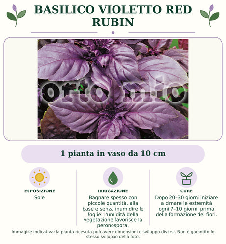 Basilico Violetto Red Rubin: 1 pianta in vaso da 10 cm. Sole. Bagnare spesso con piccole quantità, alla base e senza inumidire le foglie: l'umidità della vegetazione favorisce la peronospora.. Dopo 20–30 giorni iniziare a cimare le estremità ogni 7–10 giorni, prima della formazione dei fiori.. Immagine indicativa.
