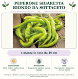 Peperone sigaretta biondo da sottaceto: 1 pianta in vaso da 10 cm. Sole; ombra nelle ore più calde. Bagnature regolari, senza ristagni. Pacciamare e sostenere con un tutore. Immagine indicativa.