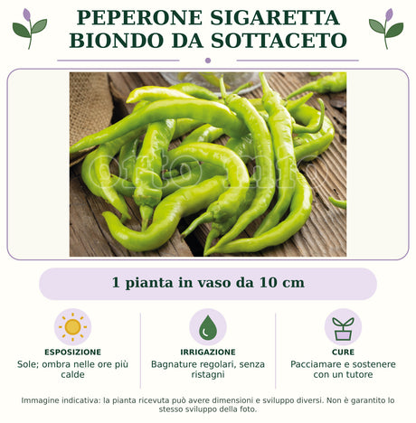 Peperone sigaretta biondo da sottaceto: 1 pianta in vaso da 10 cm. Sole; ombra nelle ore più calde. Bagnature regolari, senza ristagni. Pacciamare e sostenere con un tutore. Immagine indicativa.