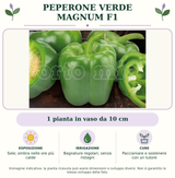 Peperone Verde Magnum F1: 1 pianta in vaso da 10 cm. Sole; ombra nelle ore più calde. Bagnature regolari, senza ristagni. Pacciamare e sostenere con un tutore. Immagine indicativa.