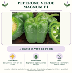 Peperone Verde Magnum F1: 1 pianta in vaso da 10 cm. Sole; ombra nelle ore più calde. Bagnature regolari, senza ristagni. Pacciamare e sostenere con un tutore. Immagine indicativa.