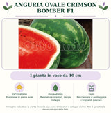 Anguria Ovale Crimson Bomber F1: 1 pianta in vaso da 10 cm. Posizione in pieno sole. Bagnature regolari, senza ristagni. Pacciamare e proteggere i trapianti precoci.. Immagine indicativa.