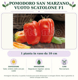 Pomodoro San Marzano vuoto Scatolone F1: 1 pianta in vaso da 10 cm. Sole; ombra nelle ore più calde. Bagnature regolari, senza ristagni. Pacciamare.. Immagine indicativa.