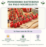 Pomodoro datterino da palo Solbello F1: In Vaso vaso da 10 cm. Sole; ombra nelle ore più calde. Bagnature regolari, senza ristagni. Pacciamare.. Immagine indicativa.