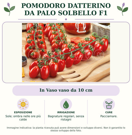 Pomodoro datterino da palo Solbello F1: In Vaso vaso da 10 cm. Sole; ombra nelle ore più calde. Bagnature regolari, senza ristagni. Pacciamare.. Immagine indicativa.