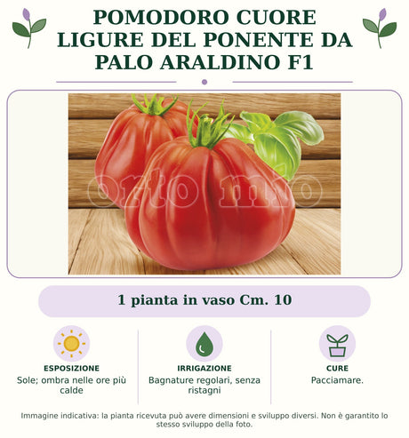 Pomodoro cuore ligure del ponente da palo Araldino F1: 1 pianta in vaso Cm. Sole; ombra nelle ore più calde. Bagnature regolari, senza ristagni. Pacciamare.. Immagine indicativa.
