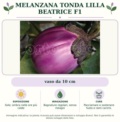 Melanzana tonda lilla Beatrice F1: vaso da 10 cm. Sole; ombra nelle ore più calde. Bagnature regolari, senza ristagni. Pacciamare e sostenere fusto e rami carichi.. Immagine indicativa.