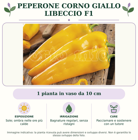 Peperone Corno giallo Libeccio F1: 1 pianta in vaso da 10 cm. Sole; ombra nelle ore più calde. Bagnature regolari, senza ristagni. Pacciamare e sostenere con un tutore. Immagine indicativa.