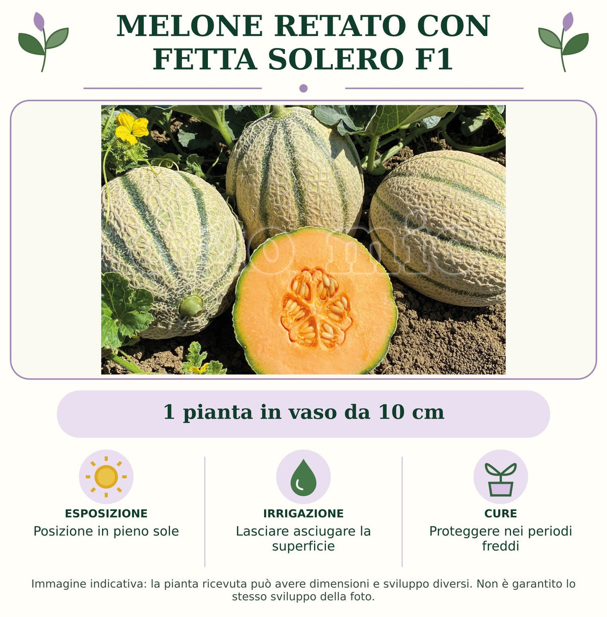 Melone Retato con fetta Solero F1: 1 pianta in vaso da 10 cm. Posizione in pieno sole. Lasciare asciugare la superficie. Proteggere nei periodi freddi. Immagine indicativa.
