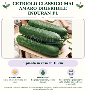 Cetriolo Classico mai amaro digeribile Induran F1: 1 pianta in vaso da 10 cm. Sole; ombra nelle ore più calde. Bagnature regolari, senza ristagni. Pacciamare e predisporre rete o tutori per coltivare in verticale.. Immagine indicativa.