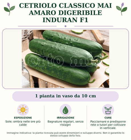 Cetriolo Classico mai amaro digeribile Induran F1: 1 pianta in vaso da 10 cm. Sole; ombra nelle ore più calde. Bagnature regolari, senza ristagni. Pacciamare e predisporre rete o tutori per coltivare in verticale.. Immagine indicativa.
