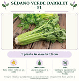 Sedano verde Darklet F1: 1 pianta in vaso da 10 cm. Sole; ombra nelle ore più calde. Lasciare asciugare la superficie. Sarchiare, pacciamare in estate e riparare nel freddo.. Immagine indicativa.