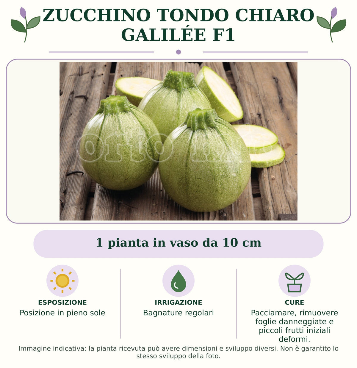 Zucchino Tondo chiaro Galilée F1: 1 pianta in vaso da 10 cm. Posizione in pieno sole. Bagnature regolari. Pacciamare, rimuovere foglie danneggiate e piccoli frutti iniziali deformi.. Immagine indicativa.