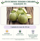 Zucchino Tondo chiaro Galilée F1: 1 pianta in vaso da 10 cm. Posizione in pieno sole. Bagnature regolari. Pacciamare, rimuovere foglie danneggiate e piccoli frutti iniziali deformi.. Immagine indicativa.