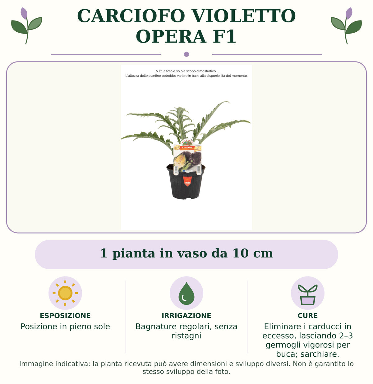 Carciofo Violetto Opera F1: 1 pianta in vaso da 10 cm. Posizione in pieno sole. Bagnature regolari, senza ristagni. Eliminare i carducci in eccesso, lasciando 2–3 germogli vigorosi per buca; sarchiare.. Immagine indicativa.