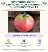 Pomodoro Antichi Sapori da palo Belmonte Silano Rosetano F1: 1 pianta in vaso da 10 cm. Sole; ombra nelle ore più calde. Bagnature regolari, senza ristagni. Pacciamare.. Immagine indicativa.