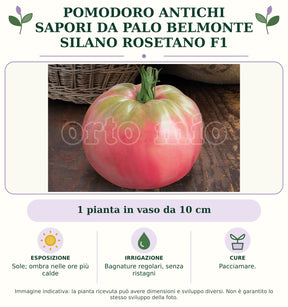 Pomodoro Antichi Sapori da palo Belmonte Silano Rosetano F1: 1 pianta in vaso da 10 cm. Sole; ombra nelle ore più calde. Bagnature regolari, senza ristagni. Pacciamare.. Immagine indicativa.