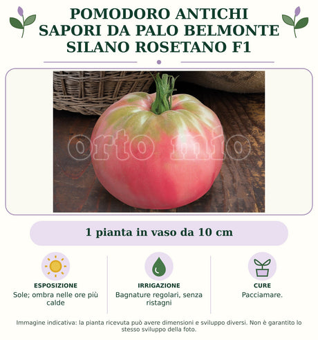 Pomodoro Antichi Sapori da palo Belmonte Silano Rosetano F1: 1 pianta in vaso da 10 cm. Sole; ombra nelle ore più calde. Bagnature regolari, senza ristagni. Pacciamare.. Immagine indicativa.