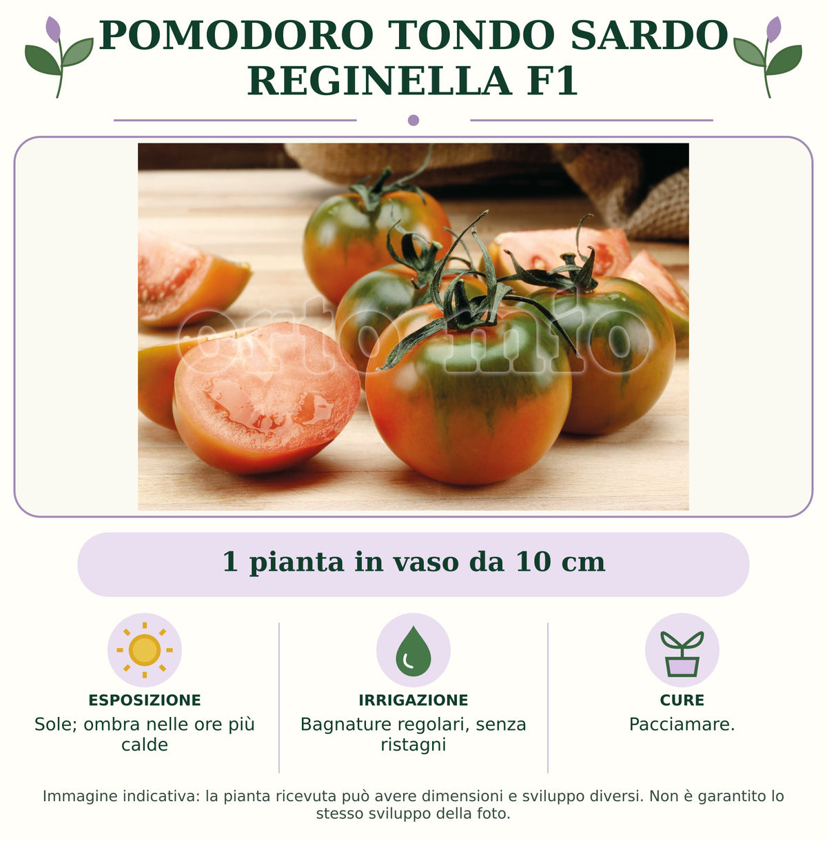 Pomodoro tondo sardo Reginella F1: 1 pianta in vaso da 10 cm. Sole; ombra nelle ore più calde. Bagnature regolari, senza ristagni. Pacciamare.. Immagine indicativa.