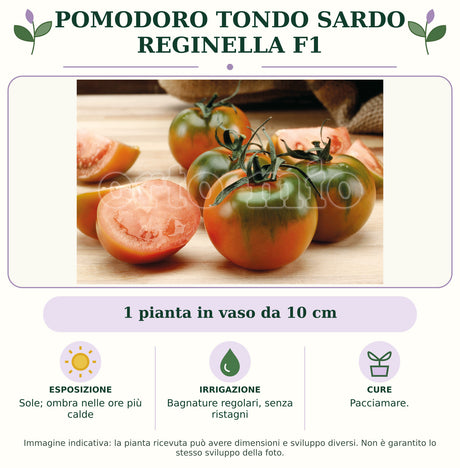Pomodoro tondo sardo Reginella F1: 1 pianta in vaso da 10 cm. Sole; ombra nelle ore più calde. Bagnature regolari, senza ristagni. Pacciamare.. Immagine indicativa.