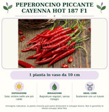 Peperoncino piccante Cayenna Hot 187 F1: 1 pianta in vaso da 10 cm. Sole; ombra nelle ore più calde. Bagnature regolari, senza ristagni. Sostenere con un tutore. Immagine indicativa.
