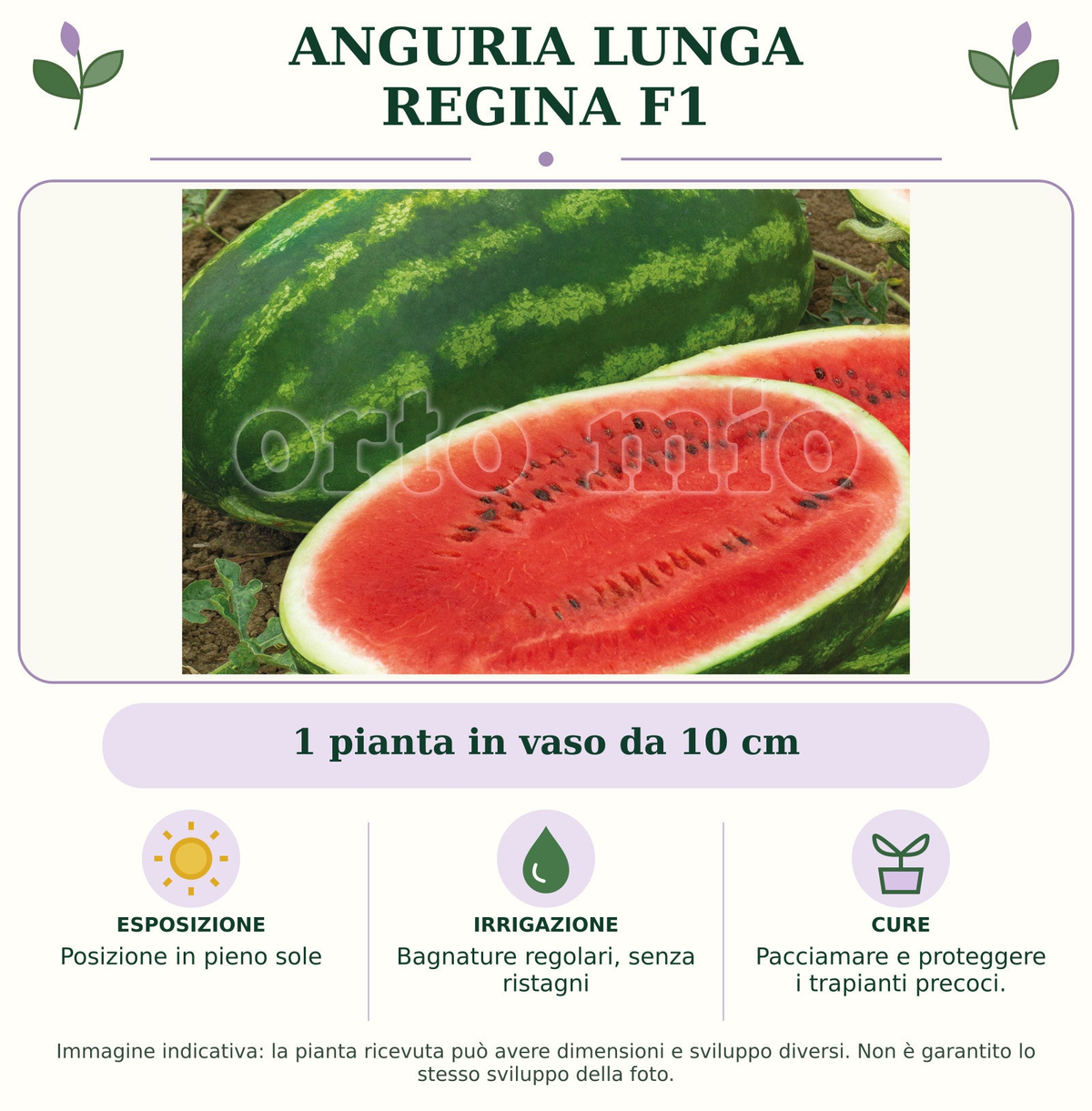 Anguria lunga Regina F1: 1 pianta in vaso da 10 cm. Posizione in pieno sole. Bagnature regolari, senza ristagni. Pacciamare e proteggere i trapianti precoci.. Immagine indicativa.