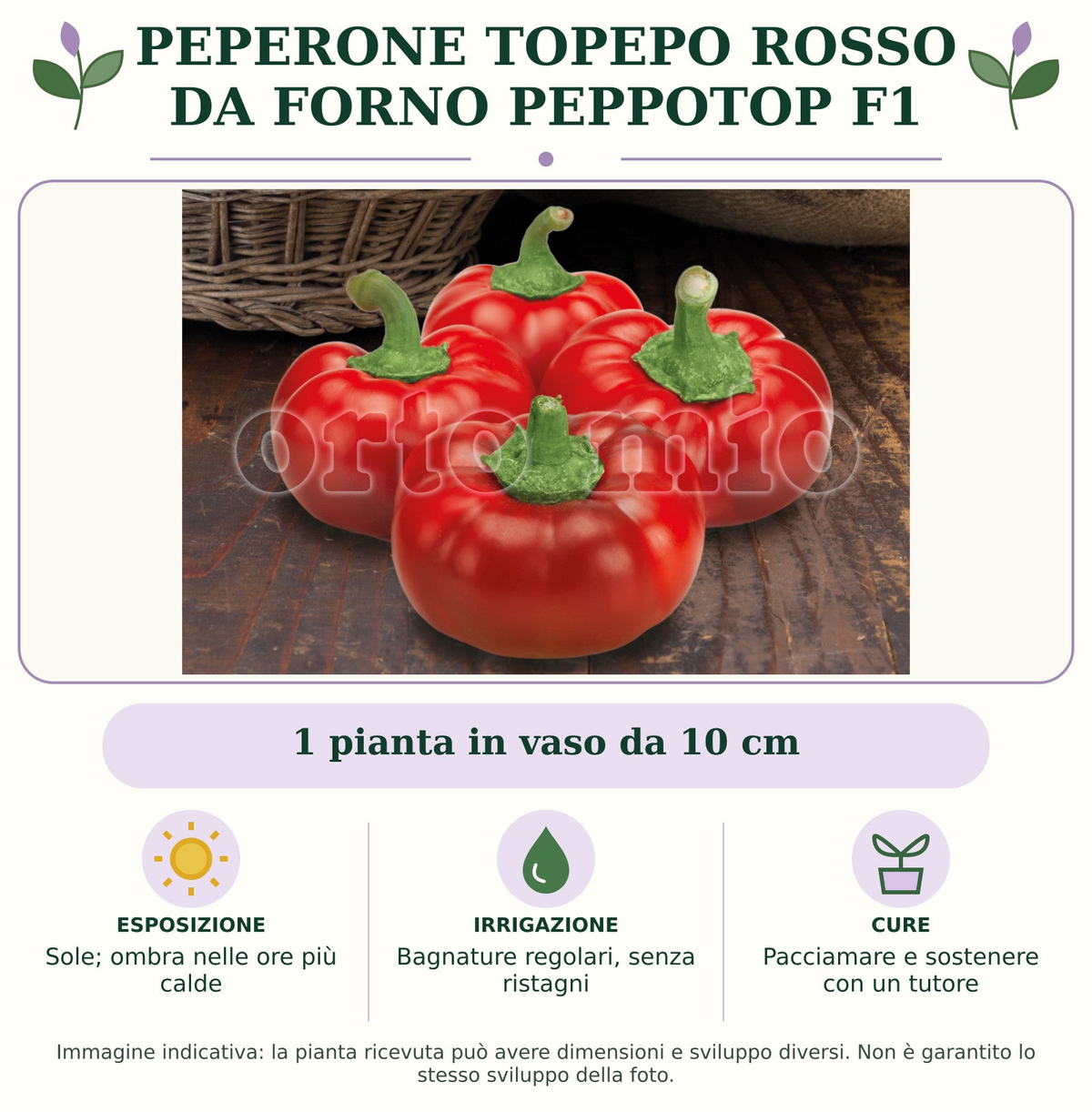 Peperone Topepo rosso da forno Peppotop F1: 1 pianta in vaso da 10 cm. Sole; ombra nelle ore più calde. Bagnature regolari, senza ristagni. Pacciamare e sostenere con un tutore. Immagine indicativa.