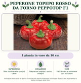 Peperone Topepo rosso da forno Peppotop F1: 1 pianta in vaso da 10 cm. Sole; ombra nelle ore più calde. Bagnature regolari, senza ristagni. Pacciamare e sostenere con un tutore. Immagine indicativa.