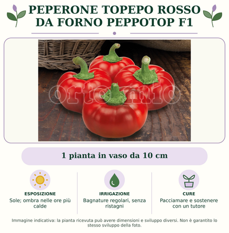 Peperone Topepo rosso da forno Peppotop F1: 1 pianta in vaso da 10 cm. Sole; ombra nelle ore più calde. Bagnature regolari, senza ristagni. Pacciamare e sostenere con un tutore. Immagine indicativa.