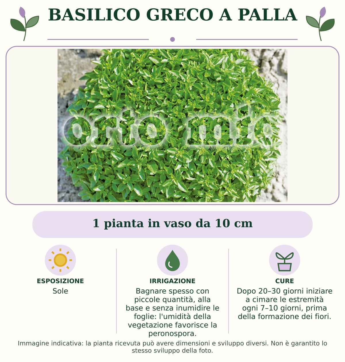 Basilico greco a palla: 1 pianta in vaso da 10 cm. Sole. Bagnare spesso con piccole quantità, alla base e senza inumidire le foglie: l'umidità della vegetazione favorisce la peronospora.. Dopo 20–30 giorni iniziare a cimare le estremità ogni 7–10 giorni, prima della formazione dei fiori.. Immagine indicativa.