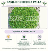 Basilico greco a palla: 1 pianta in vaso da 10 cm. Sole. Bagnare spesso con piccole quantità, alla base e senza inumidire le foglie: l'umidità della vegetazione favorisce la peronospora.. Dopo 20–30 giorni iniziare a cimare le estremità ogni 7–10 giorni, prima della formazione dei fiori.. Immagine indicativa.