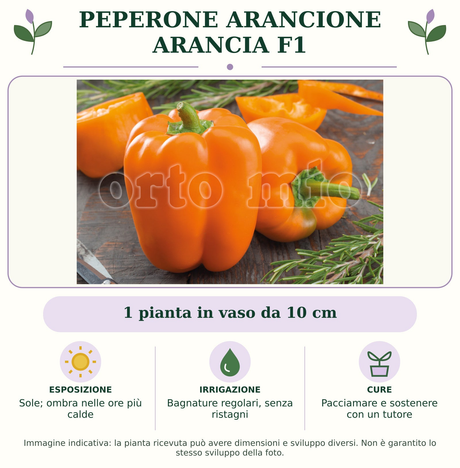 Peperone arancione Arancia F1: 1 pianta in vaso da 10 cm. Sole; ombra nelle ore più calde. Bagnature regolari, senza ristagni. Pacciamare e sostenere con un tutore. Immagine indicativa.